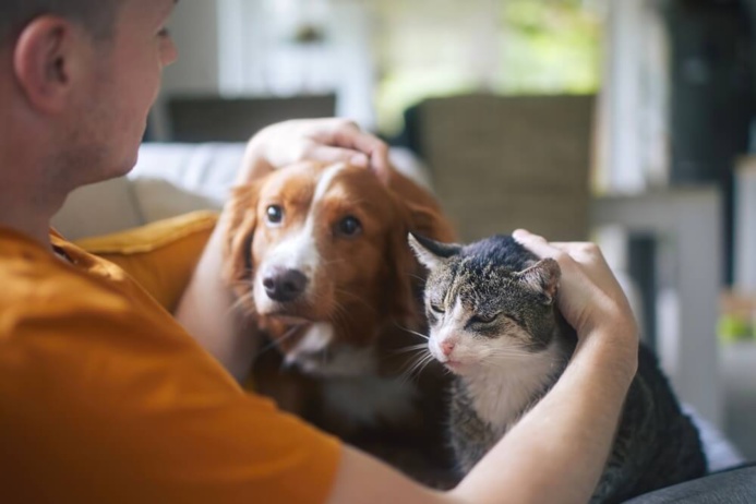 Chien et chat ©Shutterstock