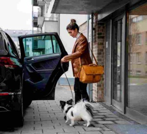 Comment voyager en toute sécurité avec votre chien dans la voiture