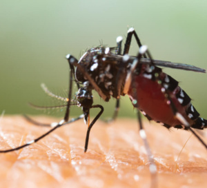 Surveillance et lutte contre le moustique tigre entre mai et novembre