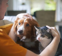 Le Berger Australien et le chat Européen sont les animaux préférés des Français